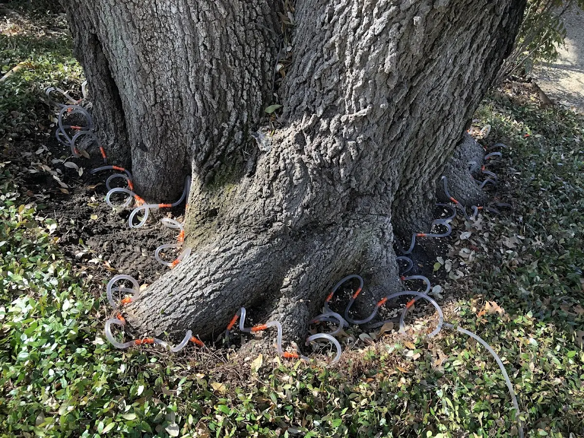 Detailed Tree Cabling and Bracing job site in Altona